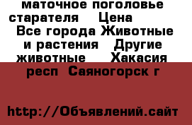 маточное поголовье старателя  › Цена ­ 2 300 - Все города Животные и растения » Другие животные   . Хакасия респ.,Саяногорск г.